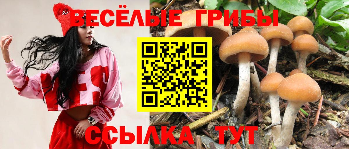 Псилоцибиновые грибы Cubensis Белово